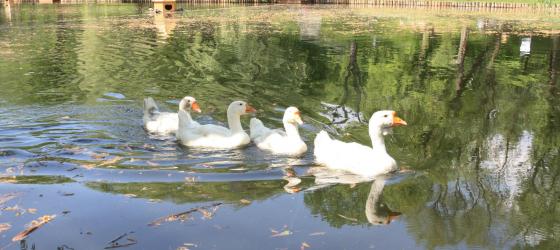 Парк "Сад будущего" (Леоновский парк)